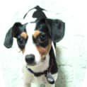 Photo of Timmy