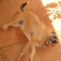 Photo of Fifi (Nd020) 