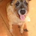 Photo of Fifi (Nd020) 