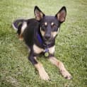 Photo of Axle ~ Kelpie Puppy (On Trial 20/05/17)