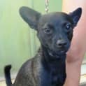 Photo of Pepper (D2094)