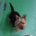 Photo of Gomer