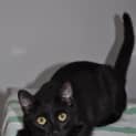Photo of Jet Is Urgent    Save A Life & Adopt A Pound Pet