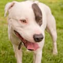 Photo of Kodo