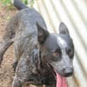 Photo of Ben *Adoption Pending*