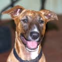 Photo of Tia/Adopted