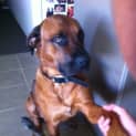 Photo of Beautiful Buddy