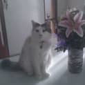 Photo of Macey