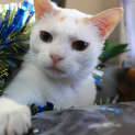 Photo of Champas
