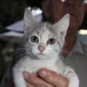 Photo of Echo