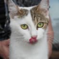 Photo of Bessie