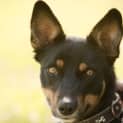 Photo of Eddie Id 6855