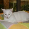 Photo of Crystal