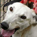 Photo of Annie