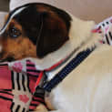 Photo of Toby (On Trial 24/11/12)