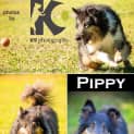 Photo of Pippy