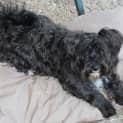 Photo of Josie