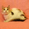Photo of Sheba