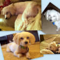 Photo of Cruiser (On Trial)