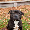 Photo of Harvey