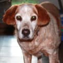 Photo of Ginger