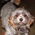Photo of Nutmeg