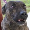 Photo of Foster Or Adopt  Little Staffy Boy