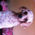 Photo of Henry