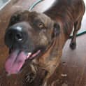 Photo of Tank *Adoption Pending*