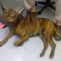 Photo of Tank *Adoption Pending*