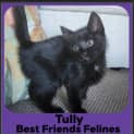 Photo of Tully