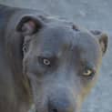 Photo of Zeus ** A Purebred Blue Staffy **
