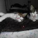 Photo of Zoen & Zane   2 Little Brothers