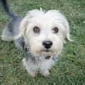 Photo of Dougal *On Trial In His New Home*