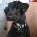 Photo of Thomas *Adoption Pending*