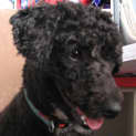 Photo of Thomas *Adoption Pending*