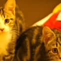 Photo of Angus & Julia (On Trial In Their New Home)