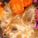 Photo of Dionne