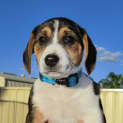 Photo of Nova *On Trial In Her New Home*