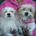 Photo of Maisie & Jazzy (Male & Female Together)