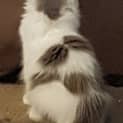 Photo of Molly **2nd Chance Cat Rescue**