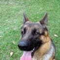 Photo of Ceasar On Hold Pending Adoption