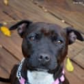 Photo of Roxy **On Hold Adoption Pending **