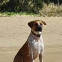 Photo of Sadie