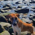 Photo of Sadie