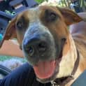 Photo of Sadie