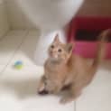 Photo of Nala