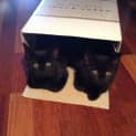 Photo of Gaius And Tiberius