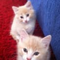 Photo of Barney And Beau *Dual Adoption*