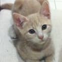 Photo of Rambo